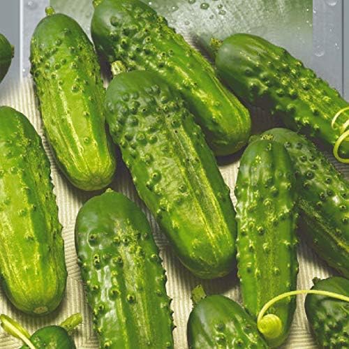 CEMEHA SEEDS Cucumber Bush Gherkin Early Pickling Vegetable Heirloom Non-GMO