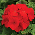 Park Seed Flower Pinto Premium Deep Red Hybrid Geranium Seeds - Pack of 100 Seeds, Vibrant Deep Red Blooms, Compact Growth, Perfect for Containers and Garden Beds