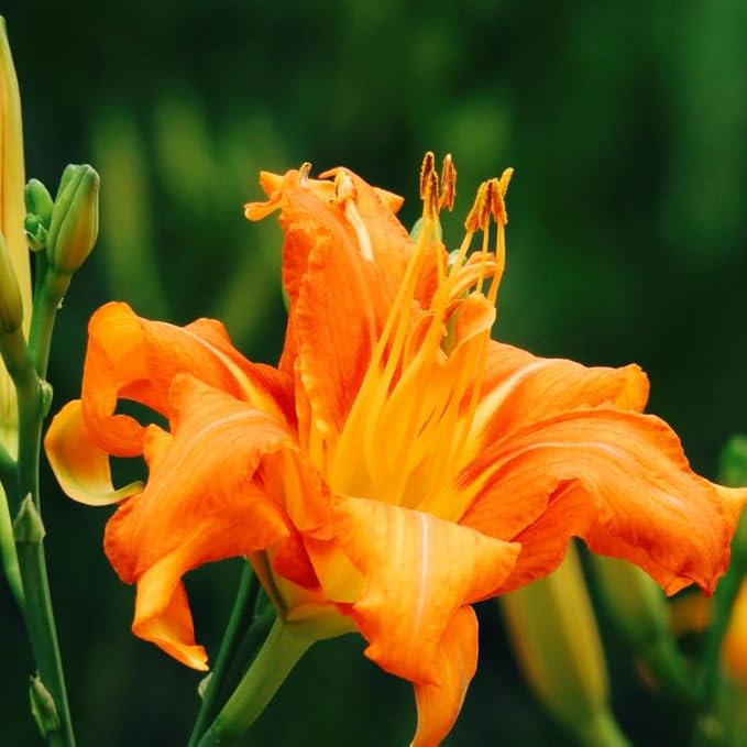 Set 10 Wild Orange Daylily Bulbs for Planting, Hardy Perennial Lily Roots for Colorful Summer Blooms