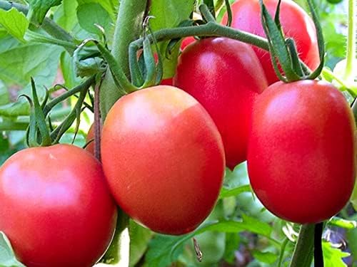 NIKA SEEDS - Seeds Vegetable Pink De Barao Tomato - 30 Seeds