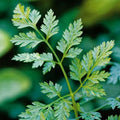Chervil Great Garden Herb By Seed Kingdom (1 Oz Seeds)