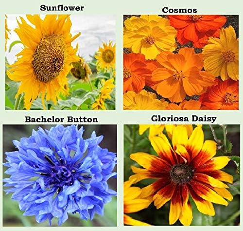 25 Heirloom Flower Seed Packets for Planting: 20+ Varieties Flower Seeds - Forget Me Not, Sunflower, Marigold, Zinnia Lilliput, Snapdragon, Hummingbird & Butterfly Wildflower Seeds and More