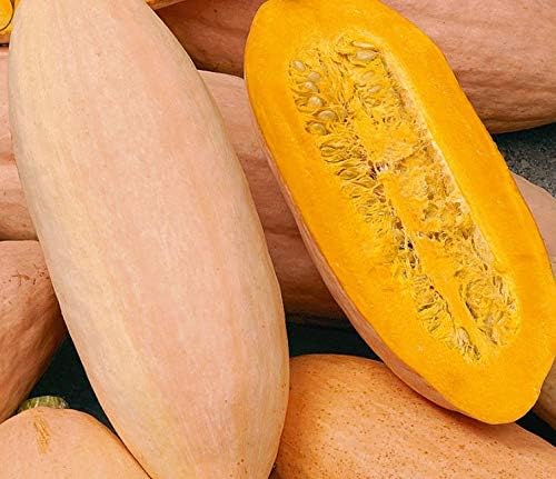 Seeds Vegetable Pumpkin Pink Banana (Cucurbita Maxima) - 10 Seeds