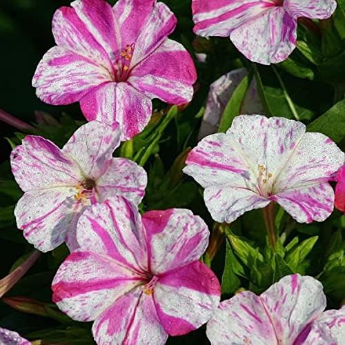 Outsidepride Marbles Red White Four O'clock Flower Seeds - 100 Pcs Perennial Fragrant, Trumpet-Shaped Blooms, Easy to Grow, for Pollinator & Evening Gardens, Containers, Hedges, or Borders