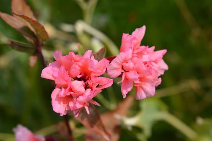 Clarkia Flower Seeds – Elegant Double Light Salmon (Clarkia Unguiculata) – 1000+ Non-GMO Heirloom Seeds, by Isla’s Garden Seeds, Perfect for Home Gardens, Easy to Grow, Beautiful Blooms, Great Gift