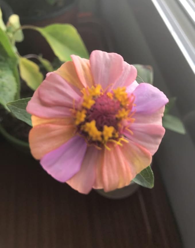 5G Mixed Zinnia Flower Seed Plant