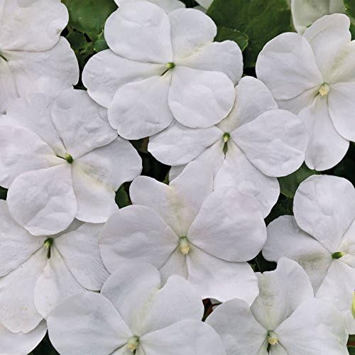 Park Seed Impatiens Flowering Plant Seeds, Shady Lady II White Hybrid, Pack of 30 Seeds