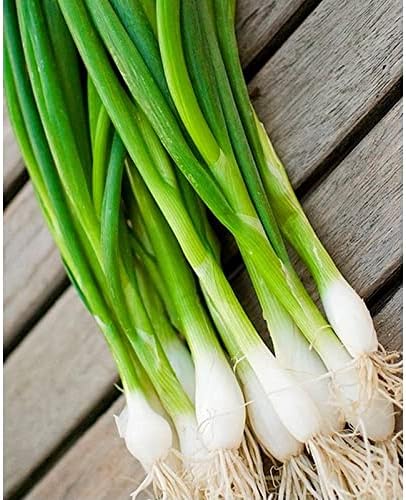SeedsUP - 400+ Seeds Welsh Bunching Onion - Vegetable Green
