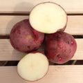 Red Pontiac Seed Potatoes, 5 lbs. (Certified)