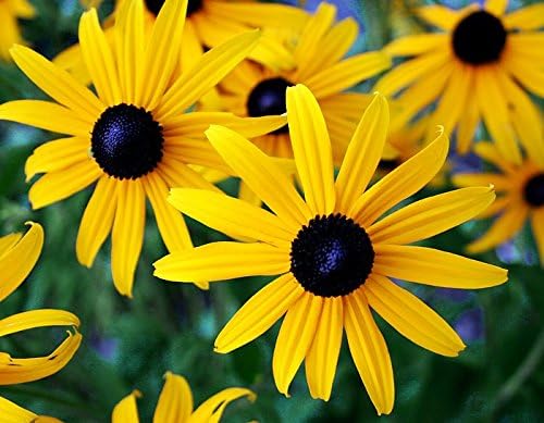 1000 Black-Eyed Susan Gloriosa Daisy Flower Seeds, Yellow, Biennial, Beautiful, Rudbeckia Hirta, from USA