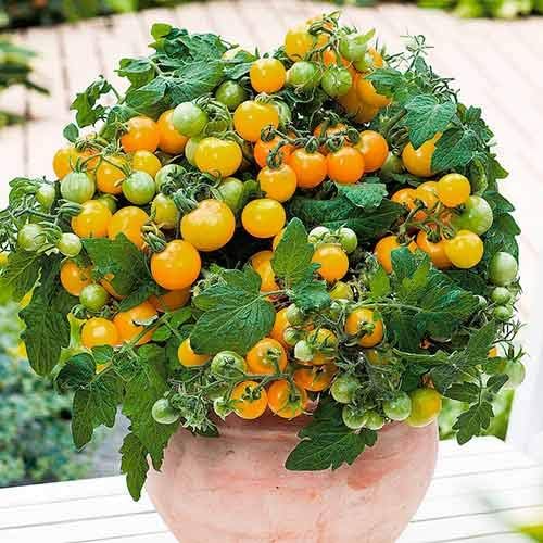 Seeds Vegetable Indoor Tomato Yellow Dwarf - 25 Seeds