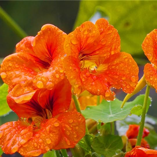 Nasturtium Seeds for Planting, 100+pcs Climbing Nasturtium Flower Seeds, Non-GMO Heirloom Rare Beauty Home Garden Blooms Flowers Plants for Outdoors Indoors