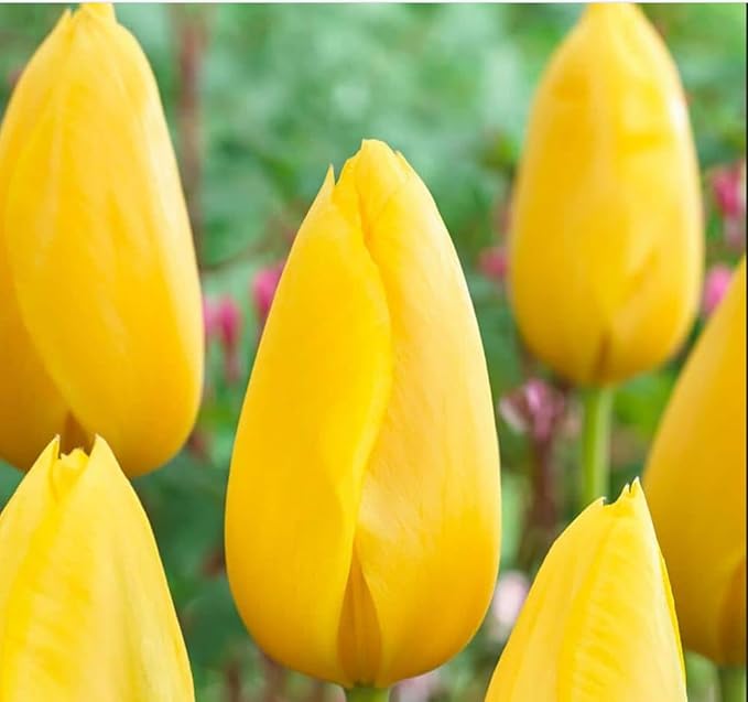 Tulipa Fringed Mixture Tulip Bulbs Size 11/12 for Planting - Plant in Fall, Winter or Early Spring (Golden Emperor, 15, Count)
