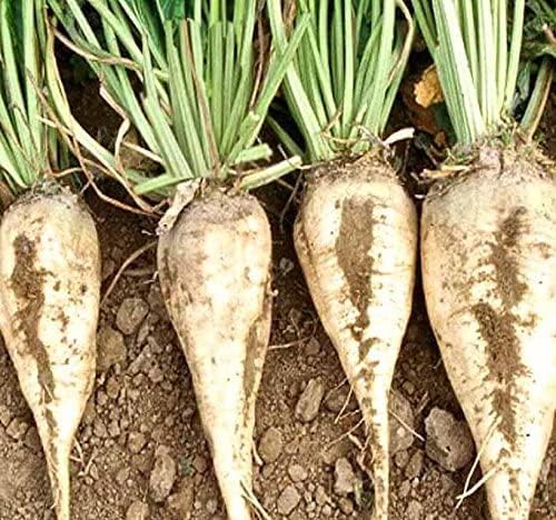 Food Plot Seeds for Planting - Grow Food for Deer, Turkey, Elk, Phesants, Quail and Other Wild Game (Sugar Beets - 300 Seeds)