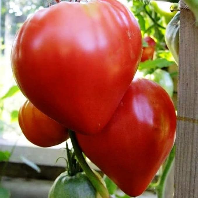 RAISE ME UP: Seeds Red Bull's Heart Tomato Indeterminate Non GMO Heirloom