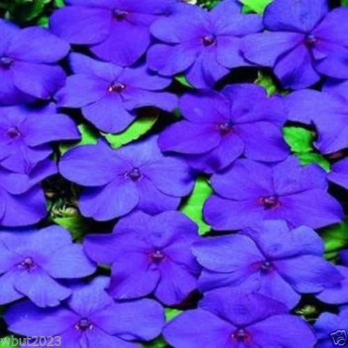 Impatiens Flowers Seed - Blues Mix- ideal for Baskets,Containers & window boxes