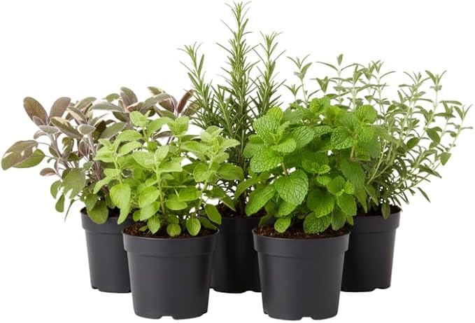 Pack 5 Herb Plants Assortment, Well Rooted Herb Plant Live 4-8'' Tall (Mint, Lemon Balm, Rosemary, Sage and Additional Fresh Herbs), Fragrant Herbs Variety Pack for Outdoor Planting
