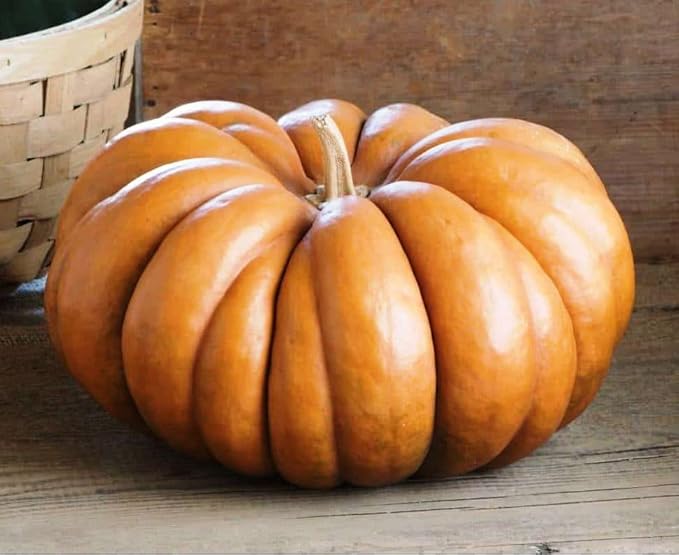 SeedsUP - 10+ Seeds Pumpkin Musquee de Provence - Vegetable Orange