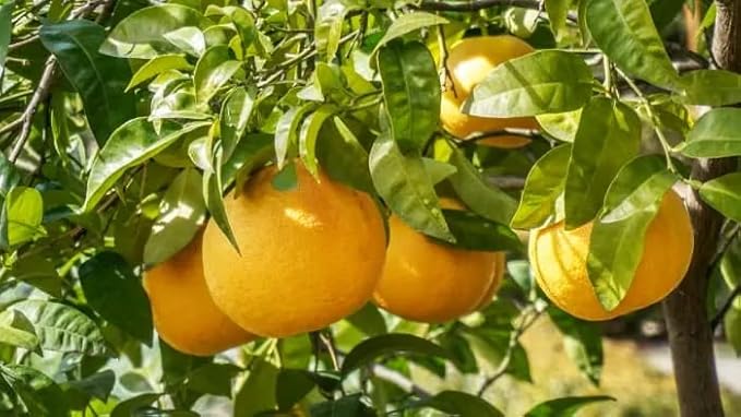 Gardenera Premium Grapefruit Potting Mix - Expertly Crafted with Peat Moss, Perlite, Worm Castings, and Lime for Stronger Roots and Optimal Nutrient Absorption - 1 Quart