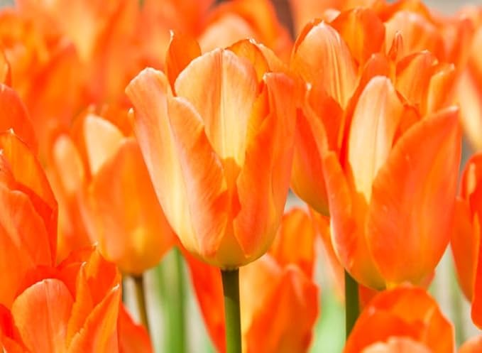 Tulipa Fringed Mixture Tulip Bulbs Size 11/12 for Planting - Plant in Fall, Winter or Early Spring (Orange Emperor, 15, Count)