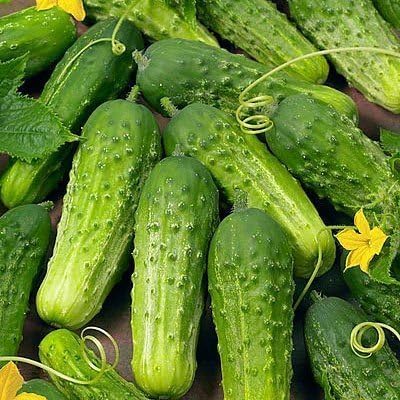 Dirt Goddess Super Seeds ~ Boston Pickling Cucumber Seeds (1 Lb) Bulk Non GMO