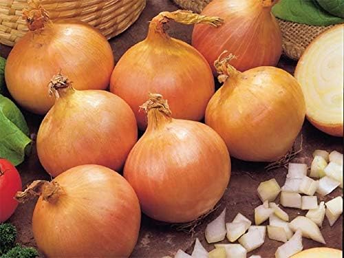 Seeds Giant Onion Chalcedony (Allium cepa) Heirloom Vegetable for Planting Non GMO