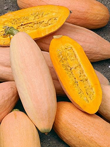 Seeds Vegetable Pumpkin Pink Banana (Cucurbita Maxima) - 10 Seeds