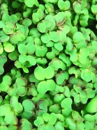 Red Giant Mustard Seeds: 4 Oz - Non-GMO Seeds for Herb Gardening, Growing Microgreens, Vegetable Garden