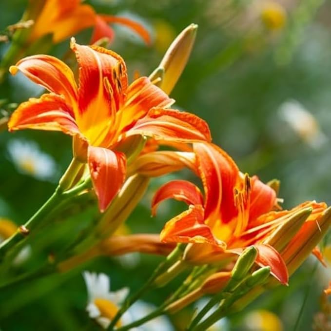 Set 10 Wild Orange Daylily Bulbs for Planting, Hardy Perennial Lily Roots for Colorful Summer Blooms