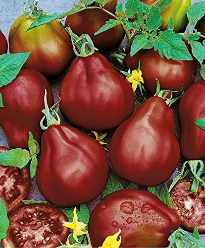 Seeds Tomato Pear-Shaped Black Heirloom Vegetable for Planting Non GMO