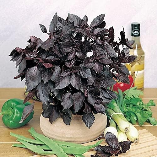 SeedsUP - 300+ Seeds Purple Basil Indoor Ornamental - Herb
