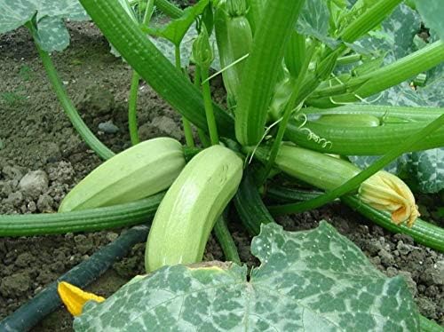 NIKA SEEDS - Seeds Vegetable Zucchini Bush Light Green - 30 Seeds