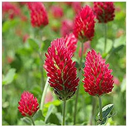 1/4 Pound Crimson Clover Seeds - Attracts Bees and Other Pollinators