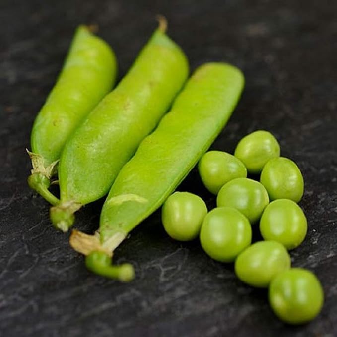 Early Alaska Pea Seeds,25 Count "COOL BEANS N SPROUTS" Brand. Heirloom. Non-GMO. Home Gardening.