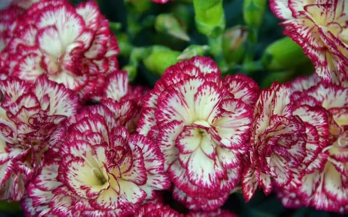 100+ Double Picotee Mix Carnation Seeds Dianthus Caryophyllus Flowers Non-GMO Cut Flower Fragrant Blooms