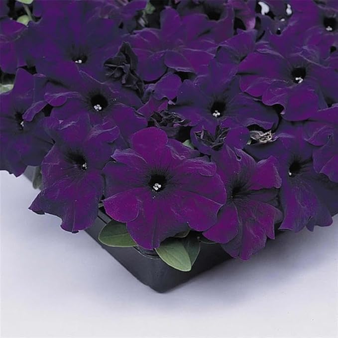 Supercascade Petunia Series Blue ~100 Seeds – Large Blooms for Hanging Baskets, Containers & Beds – Annual Flower, Non-GMO, Easy to Grow – Full Sun – Garden Color Mix