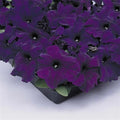 Supercascade Petunia Series Blue ~25 Seeds – Large Blooms for Hanging Baskets, Containers & Beds – Annual Flower, Non-GMO, Easy to Grow – Full Sun – Garden Color Mix