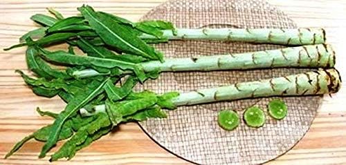 Seeds Asparagus Lettuce Celtuce - 65 Days for Salad - Heirloom Vegetable - GMO Free