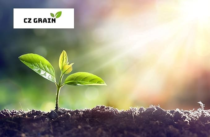 6 Tea Plant Seeds for Planting - Camellia Sinensis Herb