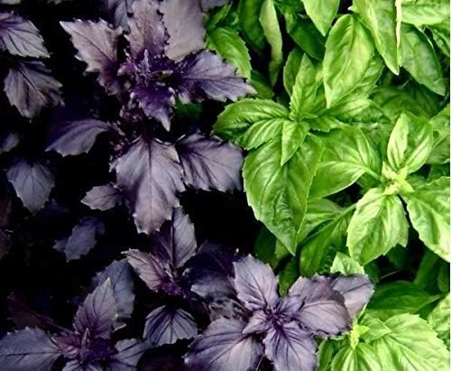 Seeds Indoor Basil Mix (Red, Purple and Green) Herb Heirloom for Planting Non GMO
