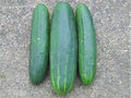Bulk Organic Marketmore 76 Cucumber Seeds Non GMO (1 Lb)