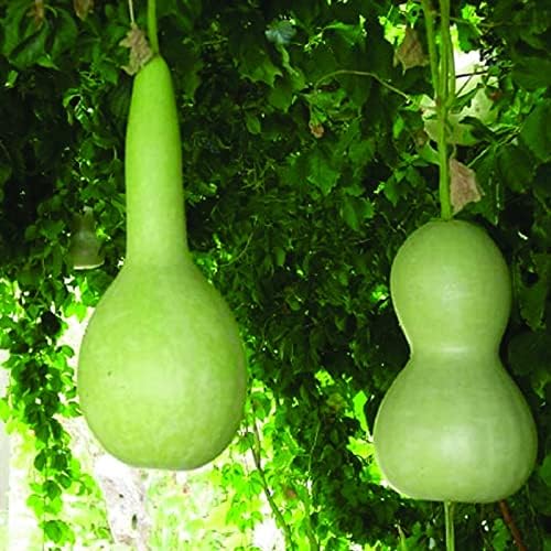 SeedsUP - 10+ Seeds Bottle Gourd (Calabash, Lagenaria) - Vegetable Green