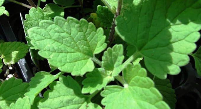 Catnip Seeds for Planting 100+ Seeds for Planting Non-GMO Catmint Catwort Field Balm