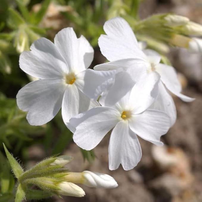 100+ White Phlox Seeds Flowers Bloom Garden Planting