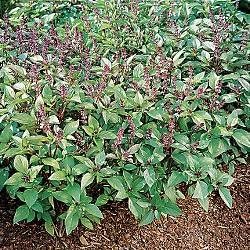 Basil Cinnamon Great Garden Herb by Seed Kingdom (6,000 Seeds)
