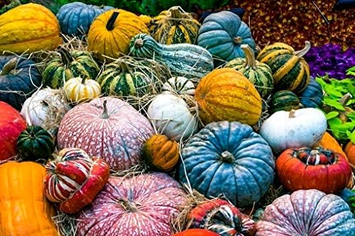 Decorative Pumpkin Seed Mix Ornamental Squash Gourd Mix 10 Non-GMO Seeds for Planting