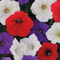 Park Seed Shock Wave Volt Mix Petunia Seeds, Early-Blooming Red, White, and Blue Self-Cleaning Variety, Compact and Weather Resistant for Patriotic Displays, Pack of 10