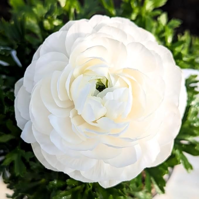 Set 50 Ranunculus Bulbs for Planting, White Ranunculus Corms Bulk, Butterfly Ranunculus Flowers Bulbs Spring Fall, Peony Buttercup Ranunculus