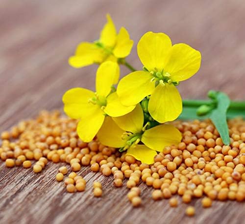 CEMEHA SEEDS - Seeds Yellow Mustard Non GMO Vegetable for Planting 500 Seeds