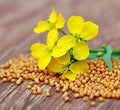 CEMEHA SEEDS - Seeds Yellow Mustard Non GMO Vegetable for Planting 500 Seeds
